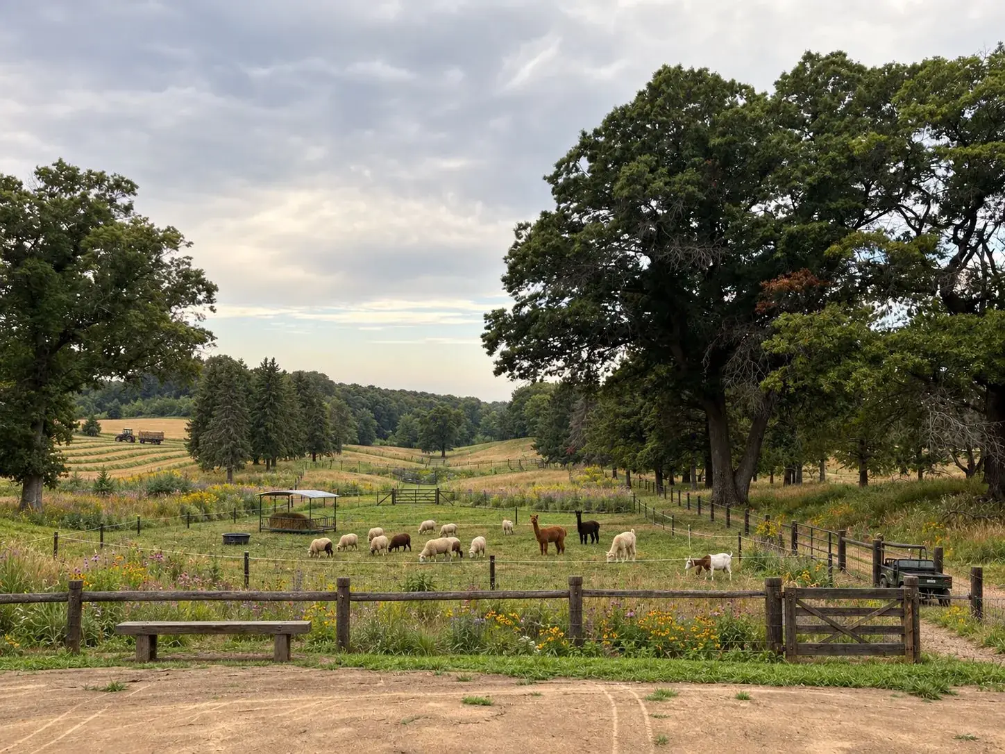 Sheep, alpacas, and a goat grazing a former fairway at dusk, framed by old oaks and wildflowers, with rolling hayfields beyond